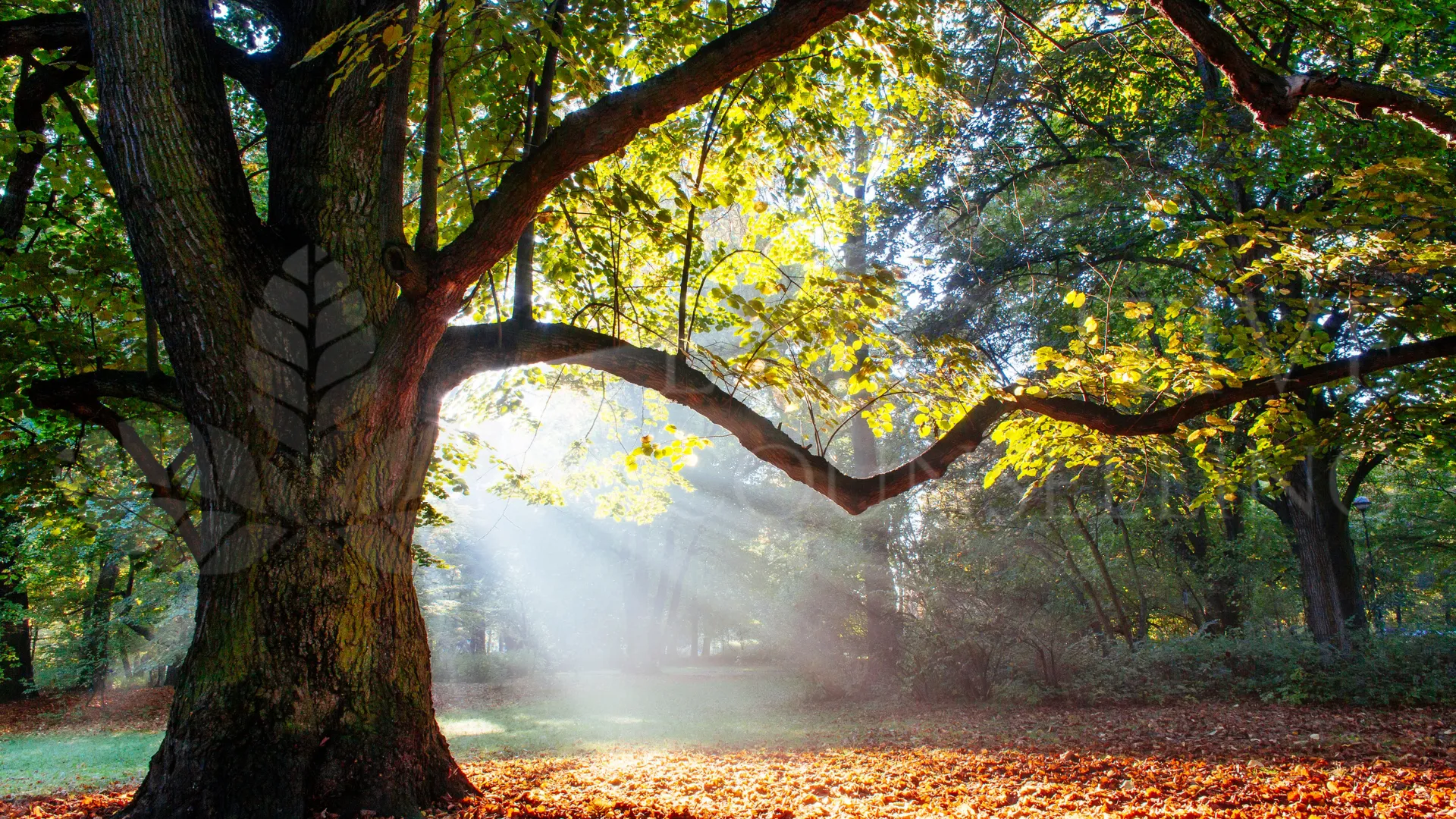 Sunlight through an autumn tree canopy – counselling and coaching in Singapore